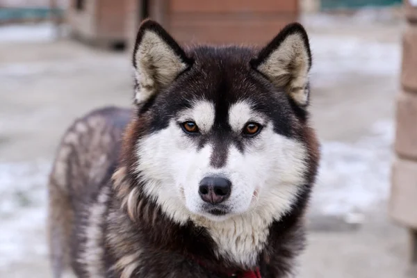 köpek portre