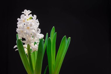 Siyah arka planda güzel beyaz zambak çiçekleri