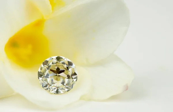 Luxe Diamant Prachtige Bloem — Stockfoto