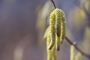 Ağaçtaki bahar çiçekleri