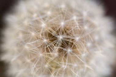 Karanlık bir arka planda karahindiba tohumları