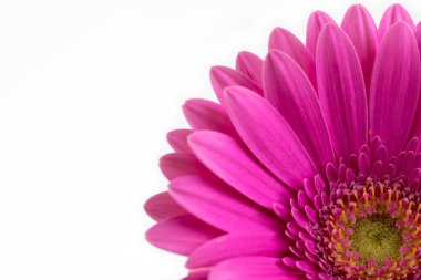 Beyaz arka planda güzel pembe gerbera çiçeği