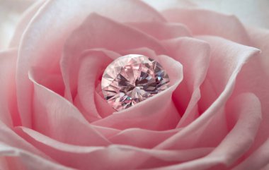 Bir gül çiçeğine yaklaş