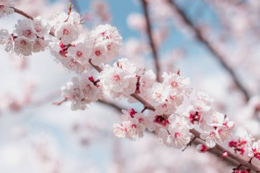 Ağaçtaki güzel bahar çiçekleri