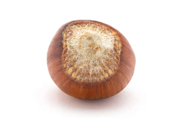 Hazelnuts Изолированы Белом Фоне — стоковое фото