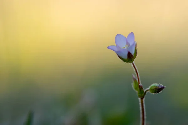 Hermosas Flores Jardín — Foto de Stock