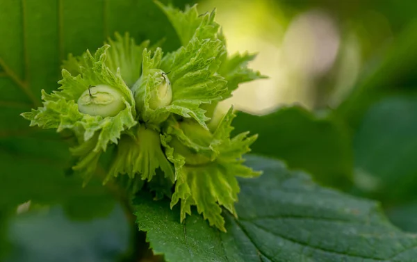 Feuilles Vertes Buisson Avec Fond Flou — Photo