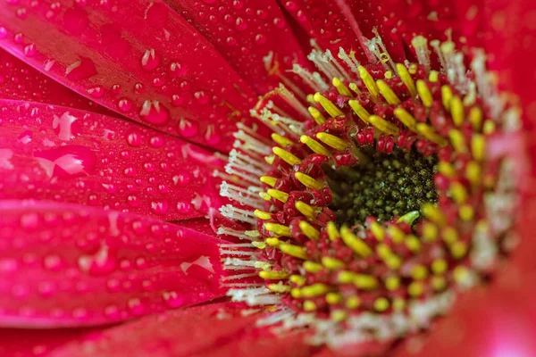 Su damlalı güzel kırmızı gerbera çiçeği