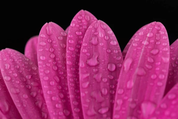 Pink Flower Black Background — Stock Photo, Image