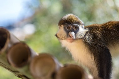 Şirin bir maymuna yaklaş.