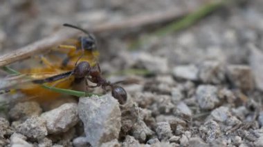 siyah karıncalar doğa arka planında, kapatın
