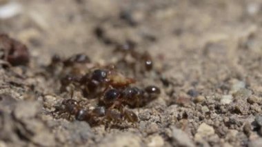 siyah karıncalar doğa arka planında, kapatın