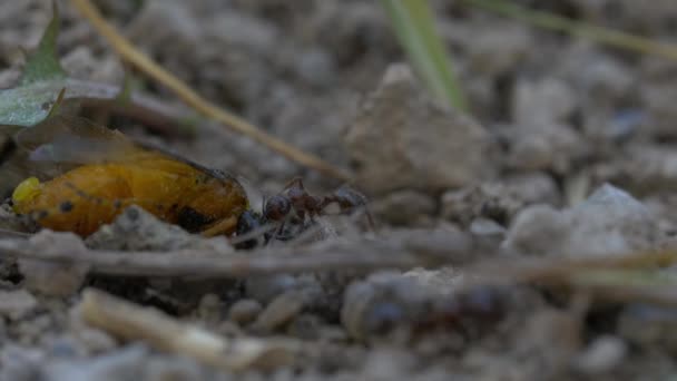 自然背景下的黑蚂蚁 — 图库视频影像