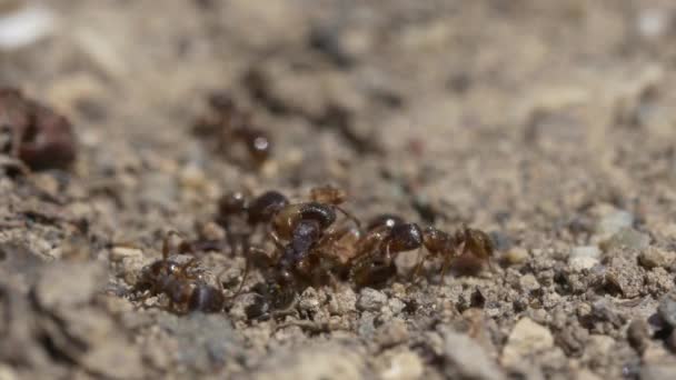 Svarte Maur Naturbakgrunn Nærme – stockvideo