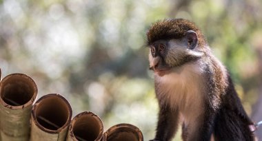 Tahta bir çitte oturan şirin bir sincabın yakın plan fotoğrafı.