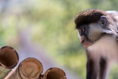 Küçük bir maymun odun yiyor.
