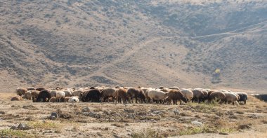 Otlaktaki koyun sürüsü