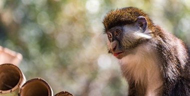 Şirin bir maymuna yaklaş.