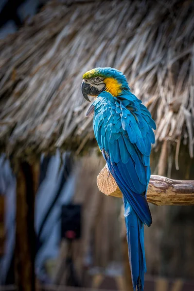 Niebieski Ara Papugi Gałęzi — Zdjęcie stockowe