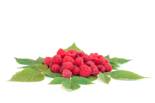 Ripe Red Raspberries White Background — Stock Photo, Image