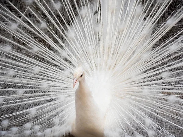 close up of a white feather