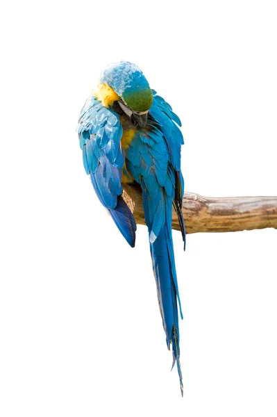 Голубой Попугай Ара Изолирован Белом Фоне — стоковое фото