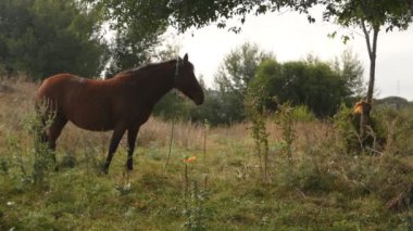 Tarlada kahverengi bir at