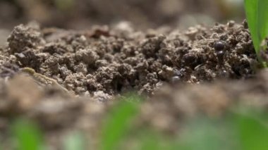 siyah karıncalar doğa arka planında, kapatın