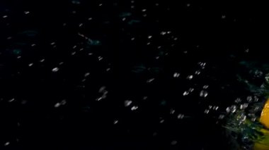 Taze limon ve limon yakın plan siyah zemin üzerinde süzülen su 