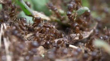 siyah karıncalar doğa arka planında, kapatın
