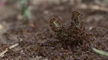 siyah karıncalar doğa arka planında, kapatın