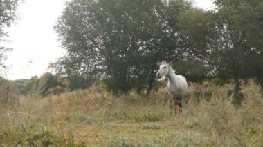 Tarlada beyaz bir atın güzel bir görüntüsü.