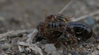 siyah karıncalar doğa arka planında, kapatın