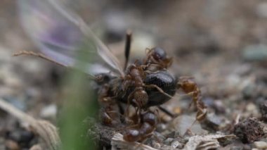 siyah karıncalar doğa arka planında, kapatın
