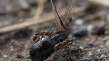 siyah karıncalar doğa arka planında, kapatın