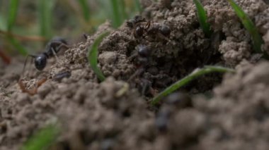 siyah karıncalar doğa arka planında, kapatın