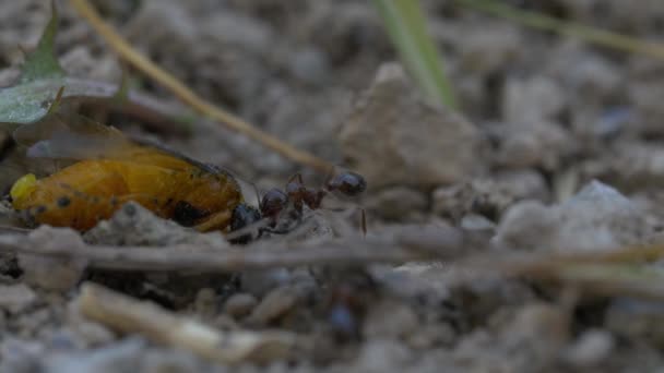 自然背景下的黑蚂蚁 — 图库视频影像