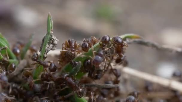 Hormigas Negras Sobre Fondo Natural Cerca — Vídeos de Stock