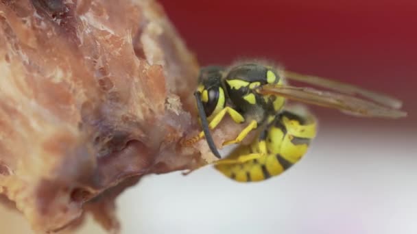 Macro Video Van Wasp Het Eten Van Een Vlees — Stockvideo