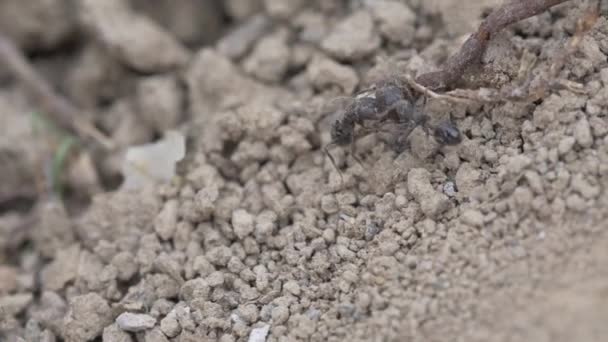배경의 개미들 가까이 — 비디오
