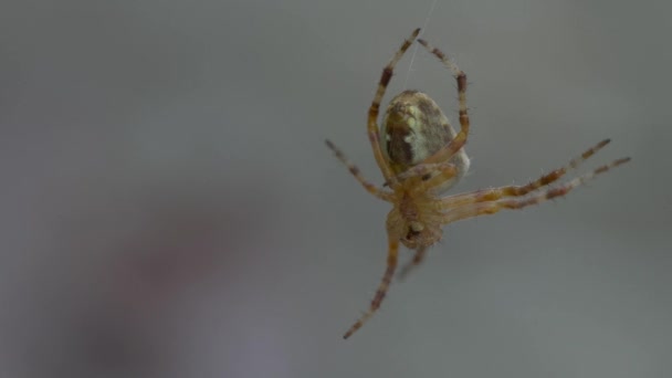 Αράχνη Ζώο Στο Φόντο Της Φύσης Κοντά — Αρχείο Βίντεο