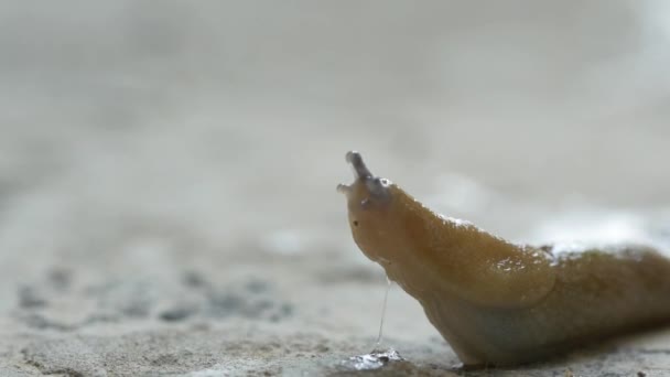 Χαριτωμένο Σαλιγκάρι Στο Φόντο Της Φύσης Κοντά — Αρχείο Βίντεο