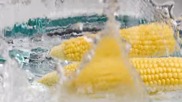 Frische Gelbe Maiskolben Auf Hintergrund Nahaufnahme — Stockvideo