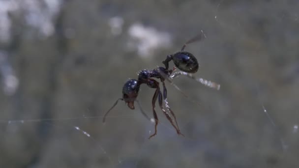 Hormiga Negra Sobre Fondo Natural Cerca — Vídeos de Stock