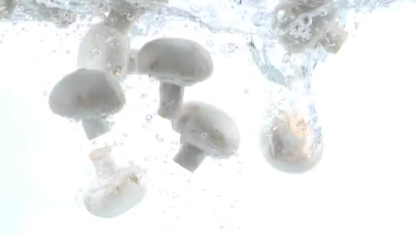 Funghi Freschi Che Cadono Nell Acqua — Video Stock