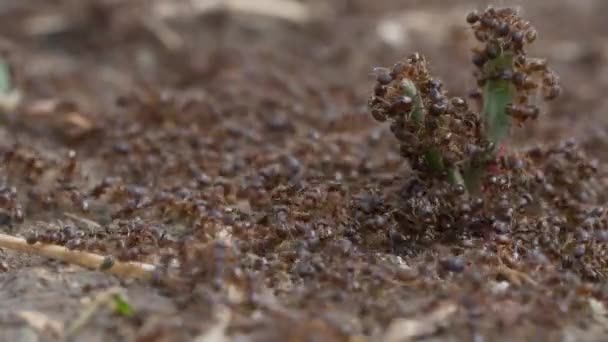 Fourmis Noires Sur Fond Nature Gros Plan — Video