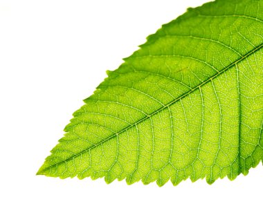 Beyaz arkaplanda yeşil yaprak izole edildi