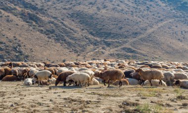 Dağlarda koyun sürüsü