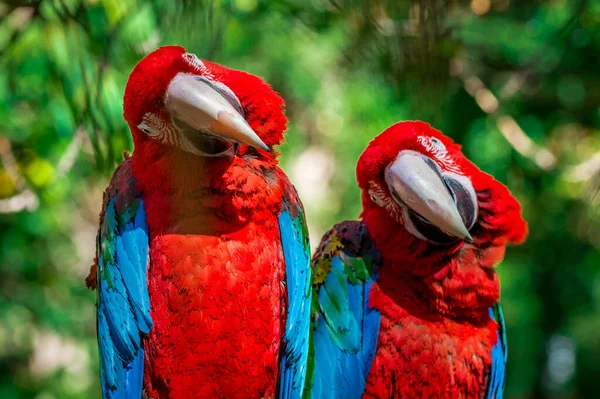 Красивый Красочный Попугай Саду — стоковое фото
