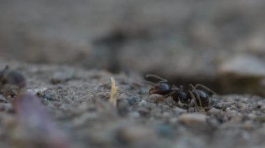 Böcek hayvanını doğa arka planında kapat